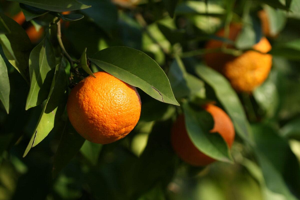 Sicilia approva lo sgravio totale dei canoni di bonifica | La manovra che potrebbe salvare l'agricoltura in crisi? - 
