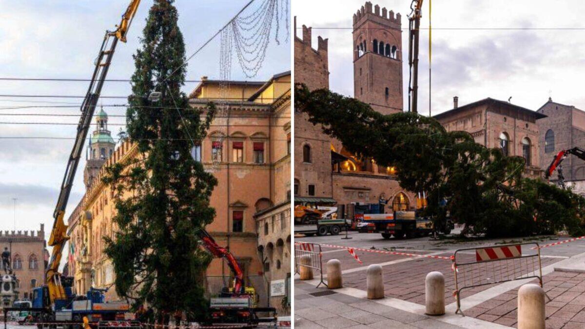 Bologna boccia l'albero di Natale | Ma il Comune insiste che è pericoloso? - 