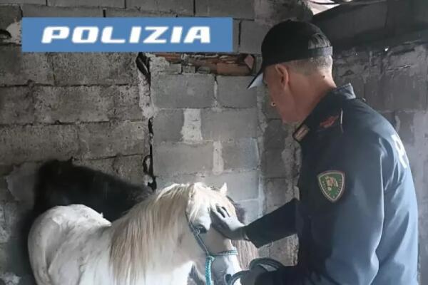 Catanese pronto a trasformare due pony in apericena 