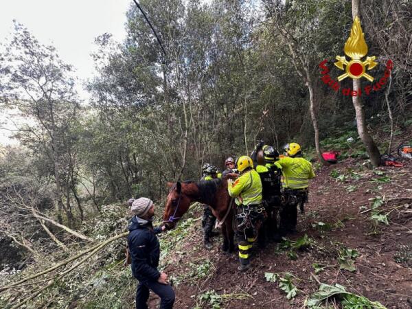 Elisoccorso dei Vigili del Fuoco per salvare un cavallo