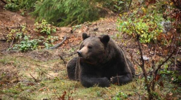 L'orso M91 giustiziato per 'colpa di umani'? | Animalisti in rivolta chiedono giustizia e trasparenza!