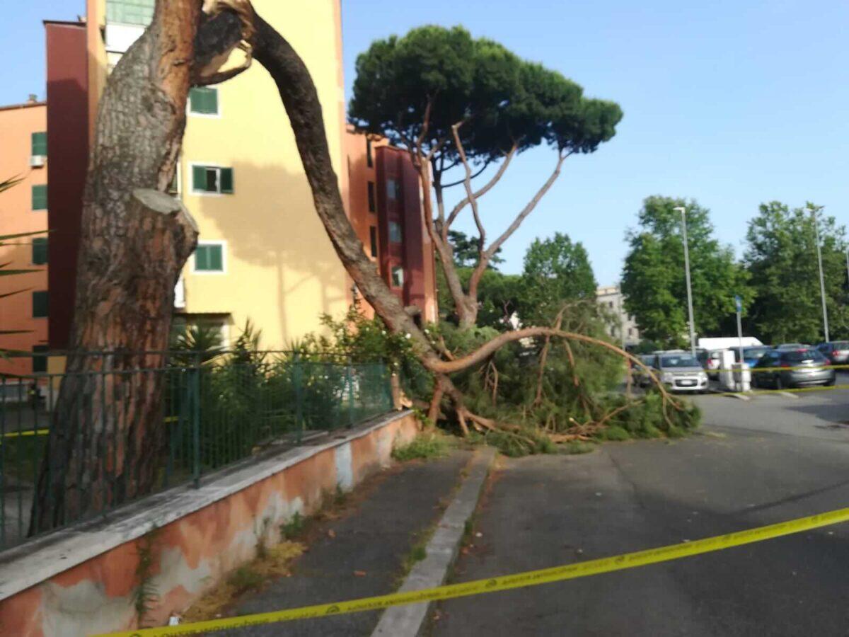 Albero caduto uccide una madre a Roma | Il parco giochi si trasforma in un incubo! - 