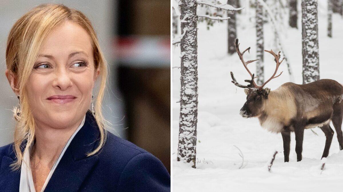 Giorgia Meloni vola in Lapponia nonostante l'influenza | Un viaggio di lavoro o una fuga con Babbo Natale? - 