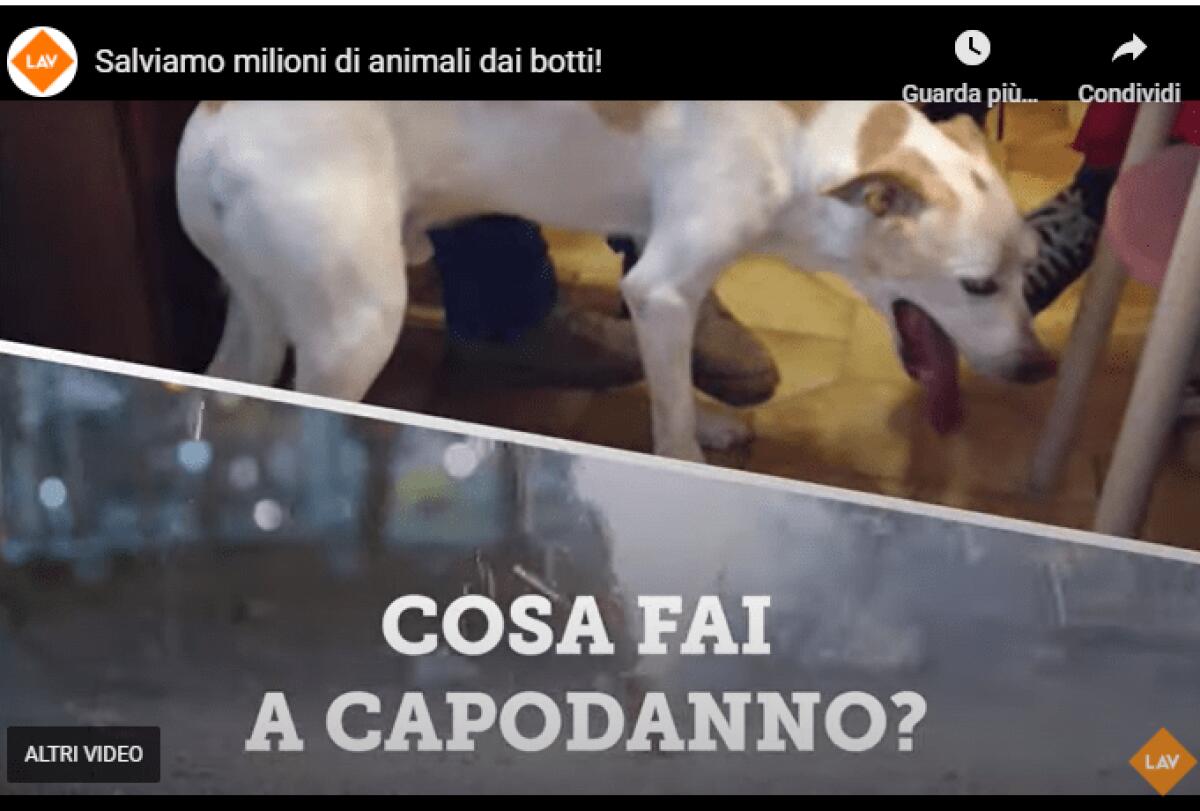Stop ai botti di Capodanno: il 94% degli italiani si schiera contro questa tradizione pericolosa! -