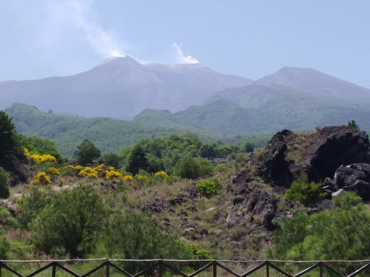 L'albero più antico della provincia di Catania | Un testimone della storia etnea millenaria ed una curiosità incredibile