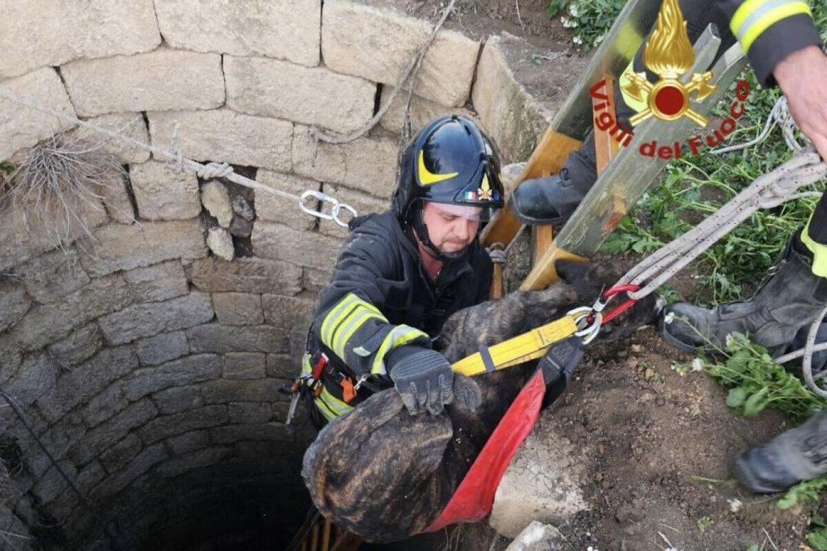 Cane salvato da un pozzo profondo | Scopri quanto siano fondamentali i Vigili del Fuoco!