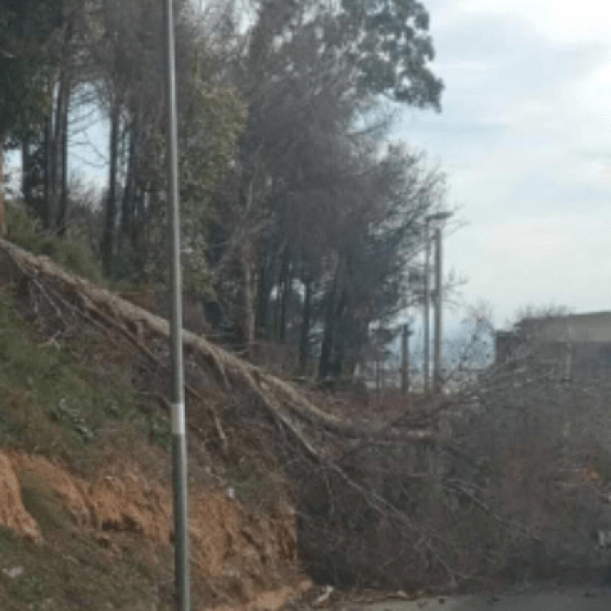 Crollo di alberi a Palermo | La sicurezza dei cittadini è davvero a rischio? -