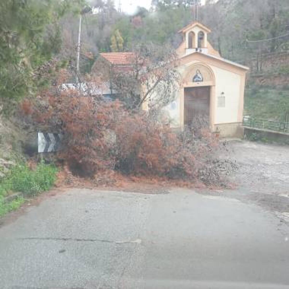 Crollo di alberi a Palermo | La verità che l'amministrazione non vuole ammettere!