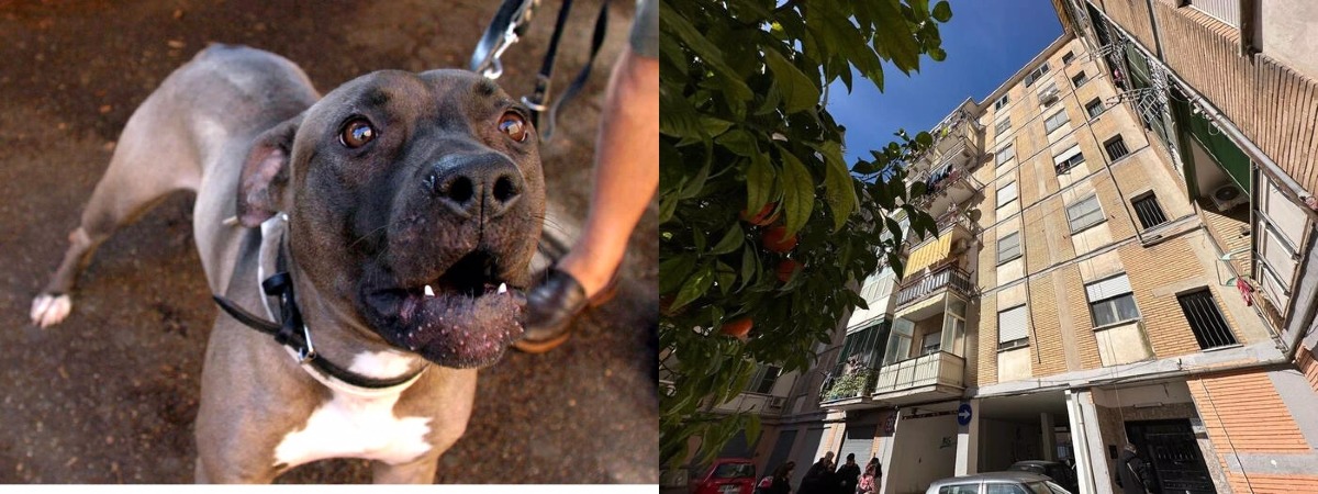 Tragedia nel Napoletano: Bimba Nove Mesi Sbranata dal Pitbull di Famiglia -
