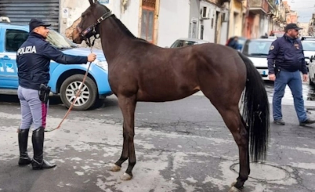 Nuovo sequestro di una stalla lager a Catania | L'appello delle associazioni animaliste - 