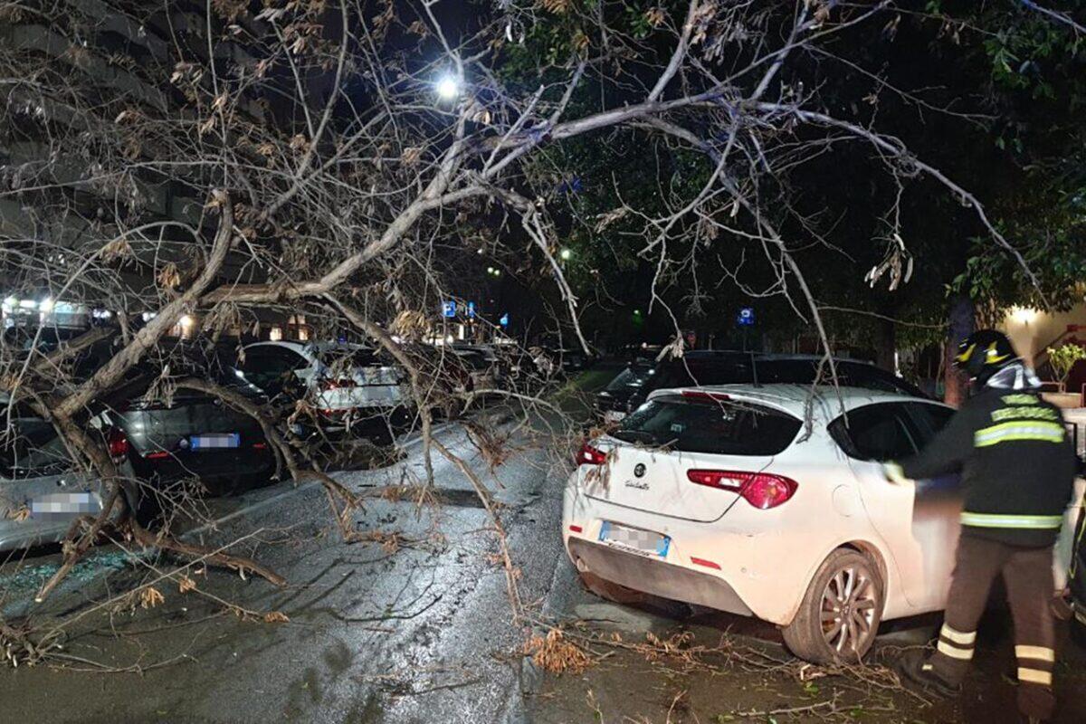 Albero caduto invade la strada a Palermo | Scopri come i Vigili del Fuoco hanno evitato il caos! - 