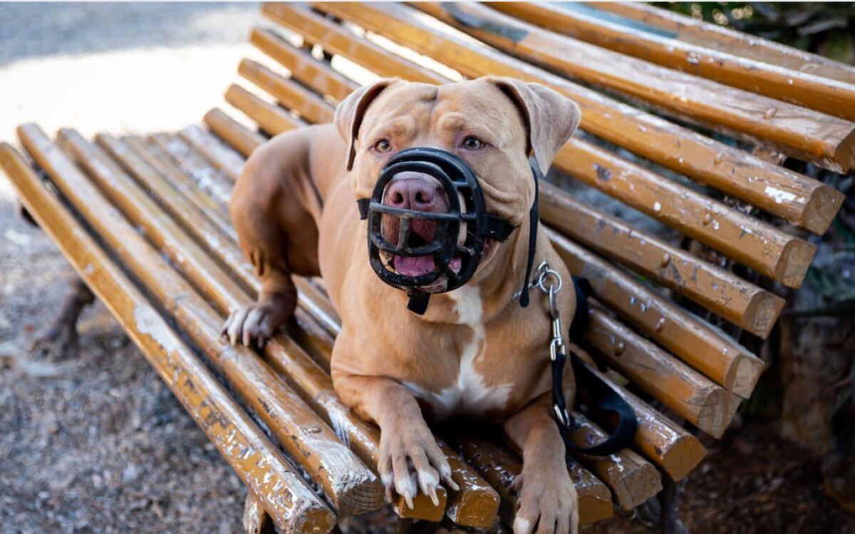 Tragedia inaudita ad Acerra | Il pitbull di famiglia si trasforma in un killer silenzioso nel cuore della notte! - 