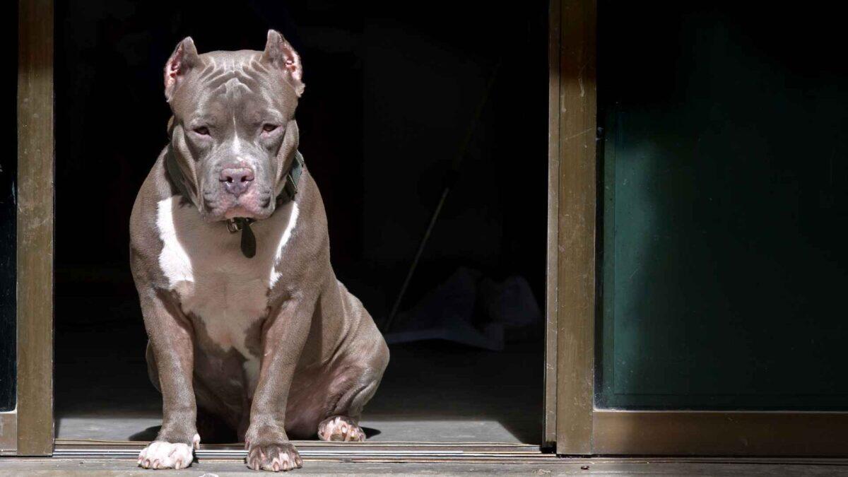 Bimba di 9 mesi sbranata dal pitbull di casa | Il padre era in casa mentre tutto accadeva? - 