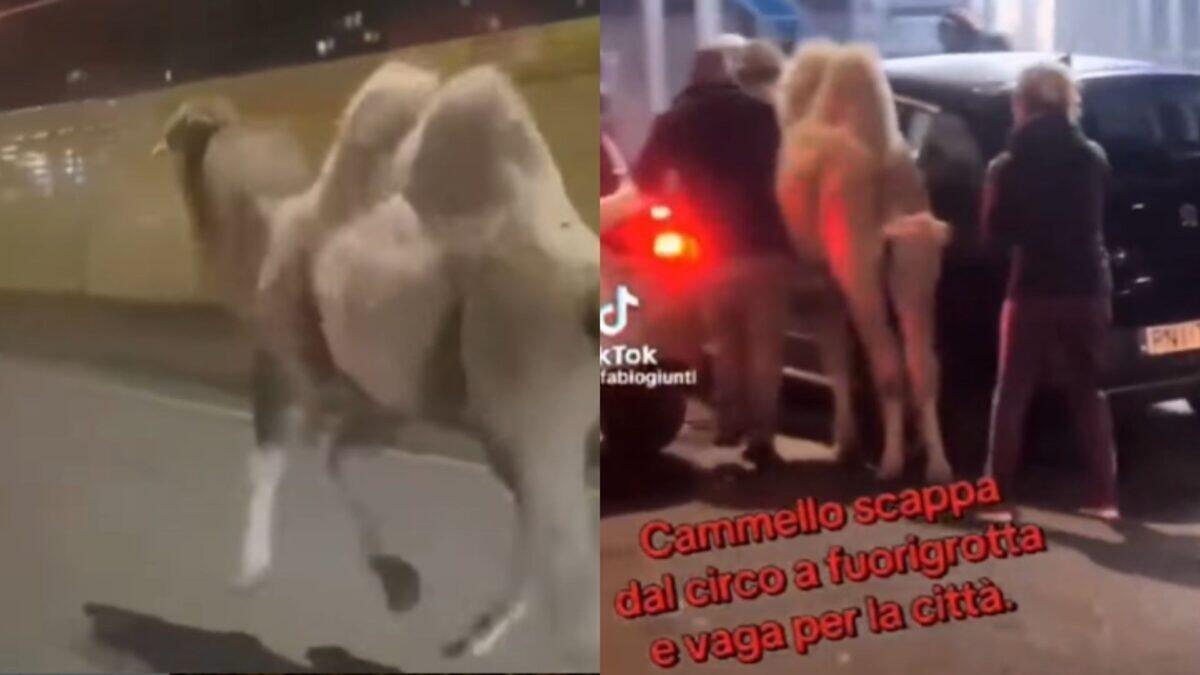 Cammello fuggito muore per le strade di Napoli | È ora di dire basta ai circhi con animali? - 