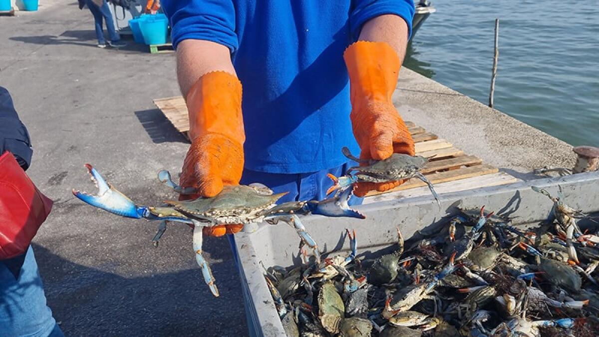 Granchio blu invade il Veneto | Gli imprenditori stanno per perdere tutto! - 