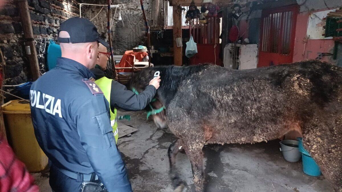 Catania: La Polizia scongiura un dramma animale | Perché i maltrattamenti continuano a passare inosservati? - 