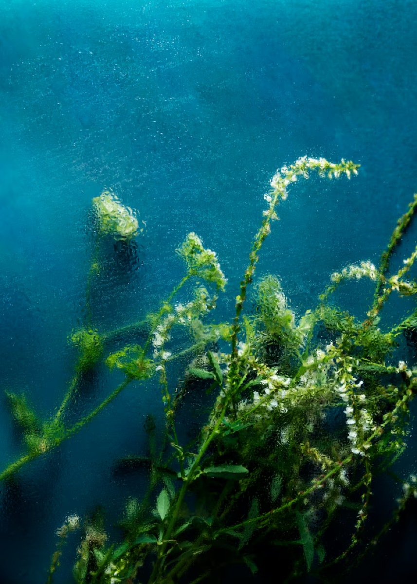 L'alga spirulina di Sicilia | Il superfood dei monaci medievali ed un'antica risorsa nutrizionale riscoperta - Foto: freepik