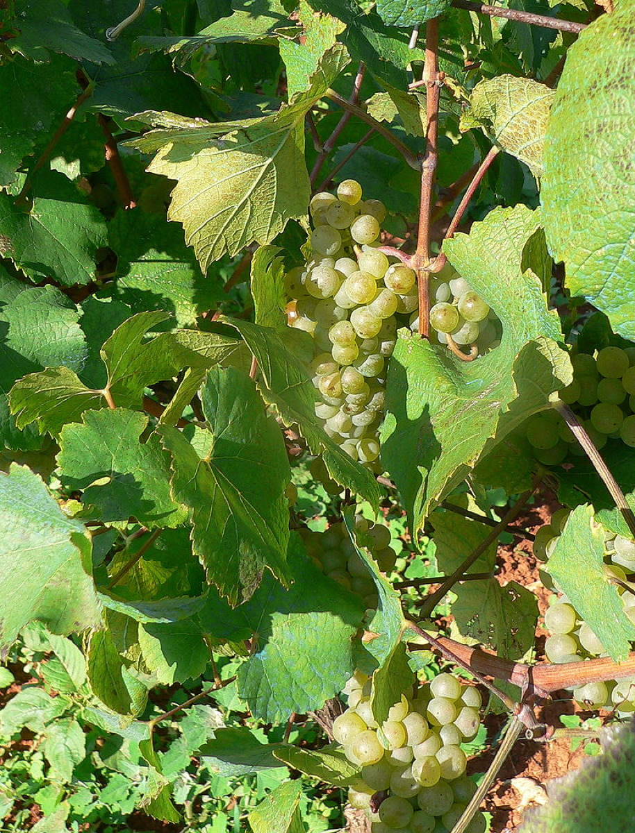 Il vino che ha conquistato l’Europa | Il vino delle Lipari che ha lasciato senza fiato i potenti di un tempo - Foto: Scops~commonswiki/Wikipedia