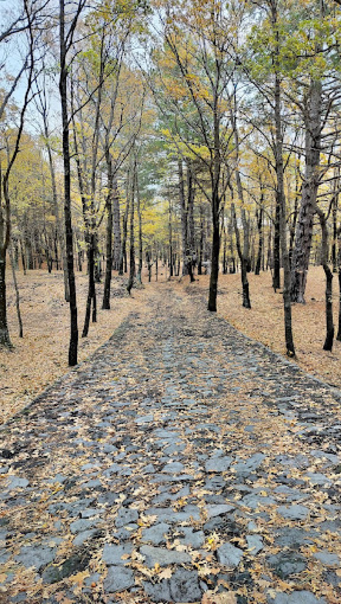 Il bosco della Cerrita | Un raro bosco etneo tra betulle, faggi e storia naturalistica - Foto: Angelo Lo Nigro