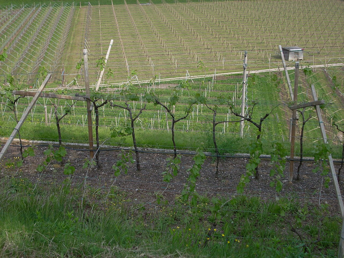 I vigneti terrazzati di Milo e Zafferana | Vino d'Altura alle pendici del vulcano - Foto: Gio 2000/Wikipedia