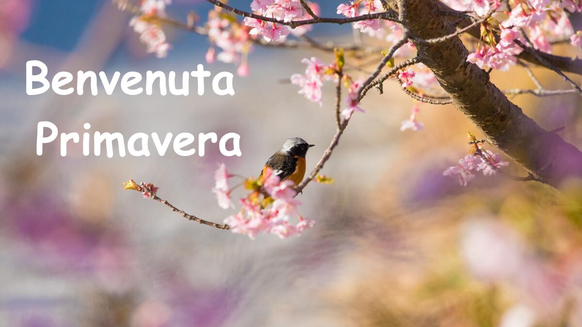 Scheda didattica di Primavera - 