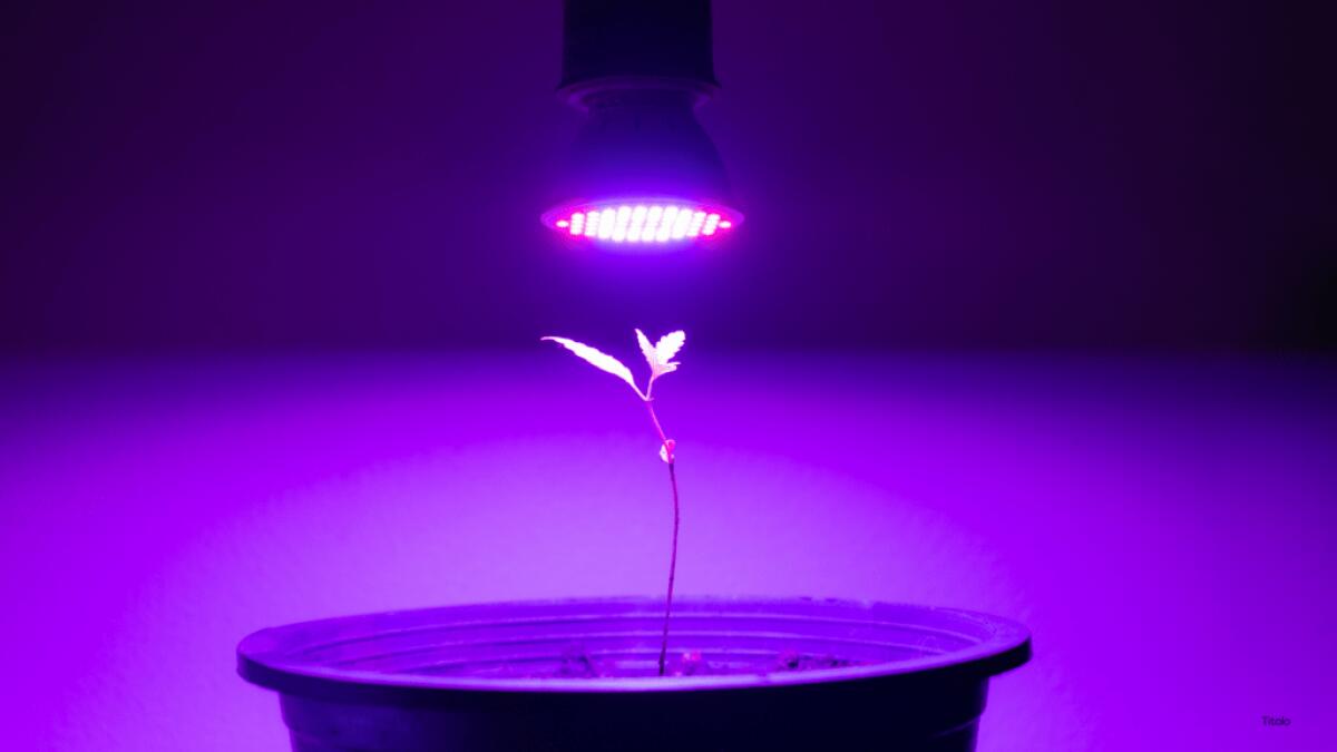 Lampade dalla marijuana alla scienza | Un'inaspettata metamorfosi per la ricerca universitaria! -