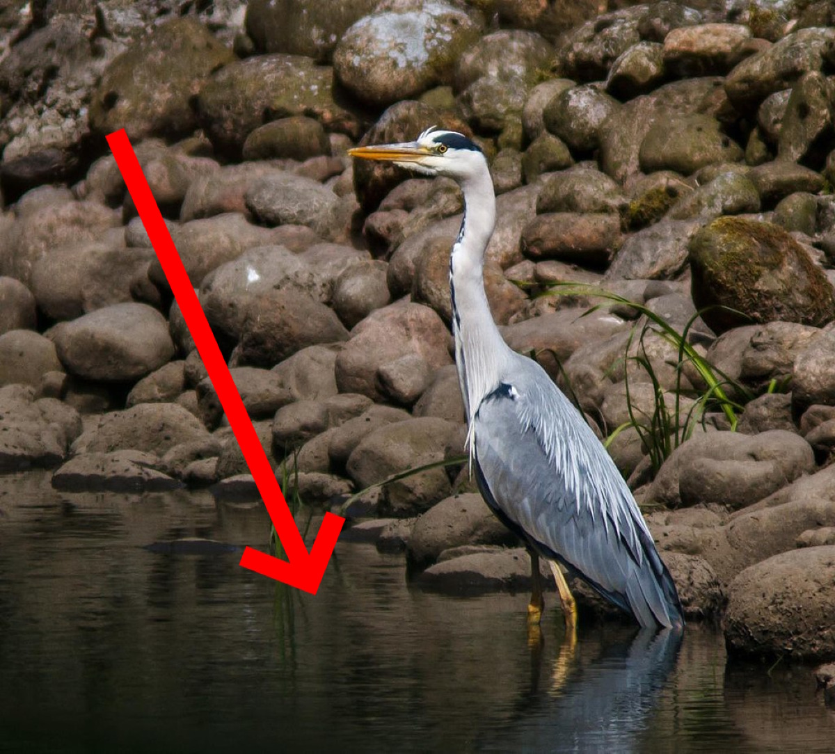 Un angolo sconosciuto che nasconde meraviglie | Si trova nell'ennese e nessuno sapeva (fino ad ora) dove - Foto: Ómar Runólfsson - Grey Heron - Ardea cinerea - Gráhegri - snowmanradio/Wikipedia