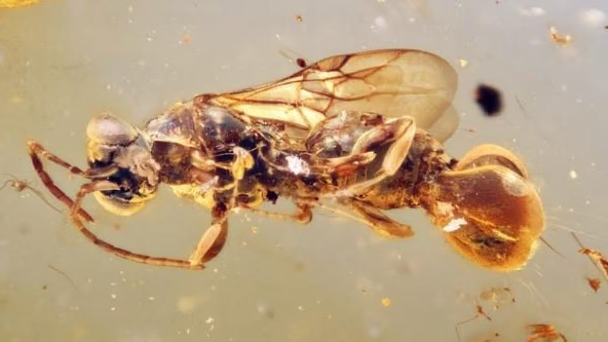 Dalla Sicilia al Cretaceo | Scoperta una vespa sconosciuta che porta il nome di Cariddi - Foto: Qiong Wu et al., BMC Biology 2025