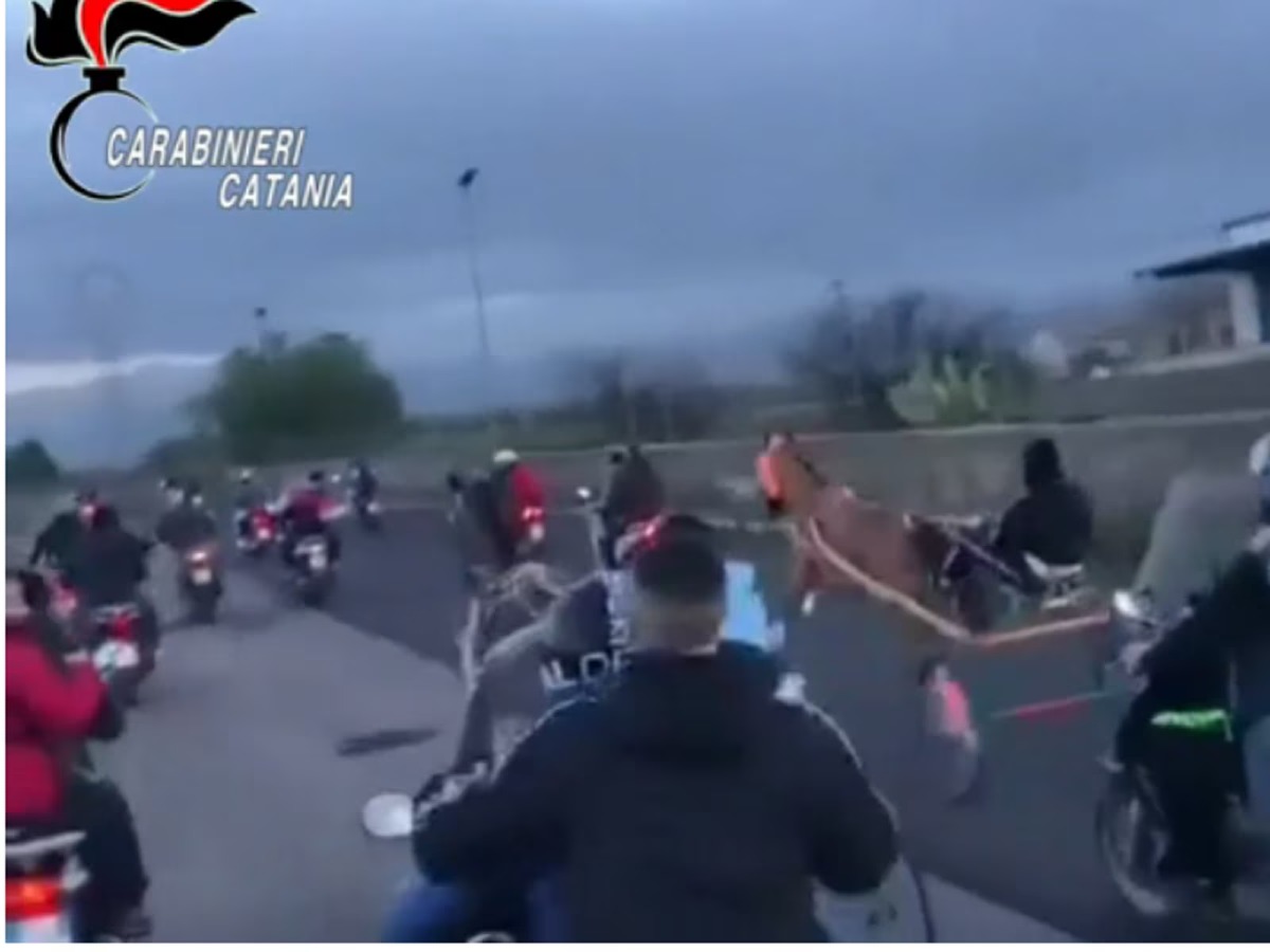 Puledro "torturato" nelle strade di Catania nell'indifferenza generale (VIDEO) -