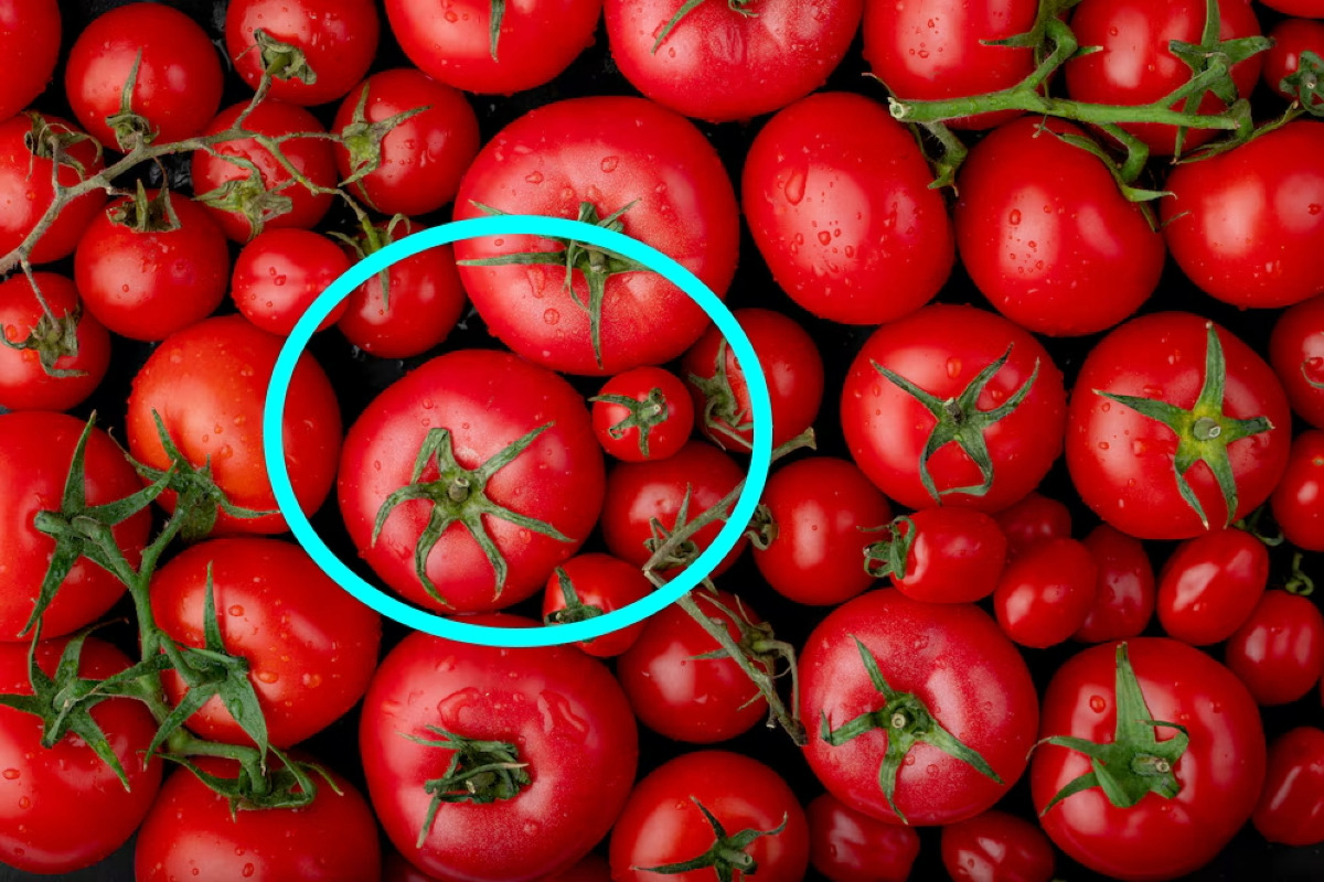 Sta sorprendendo chiunque lo assaggi | C'è un tesoro nascosto nella piana catanese che stupisce anche gli chef - Foto: stockking/freepik