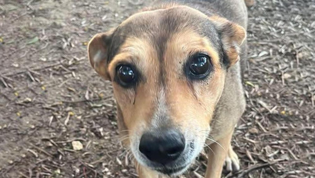 Pura crudeltà: eliminano cagnolina e distruggono cucce randagi -