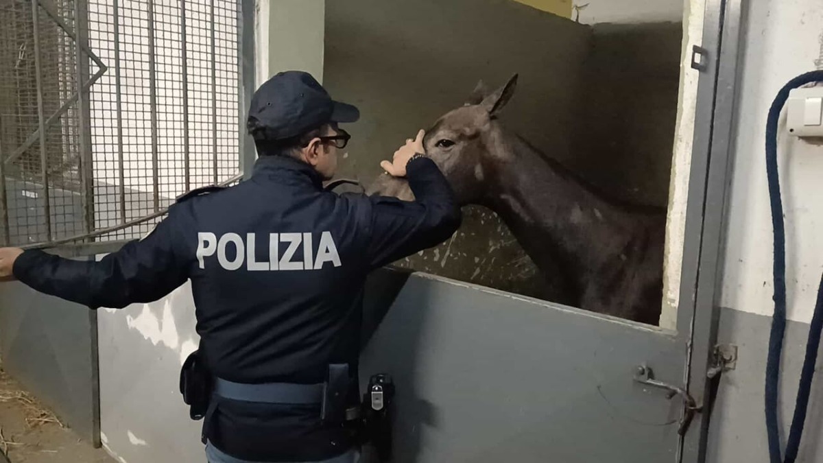 San Cristoforo: cavalla maltrattata per macellazione abusiva -