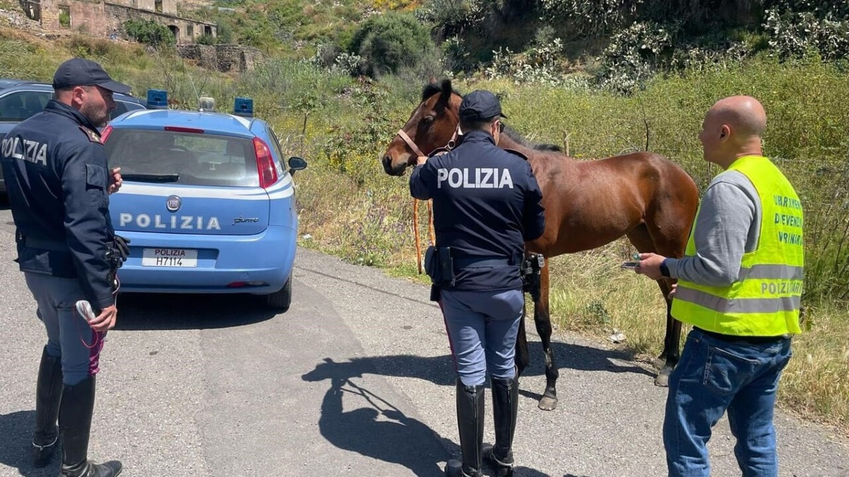 Cavalla con orecchie mozzate "pronta" per corse clandestine -