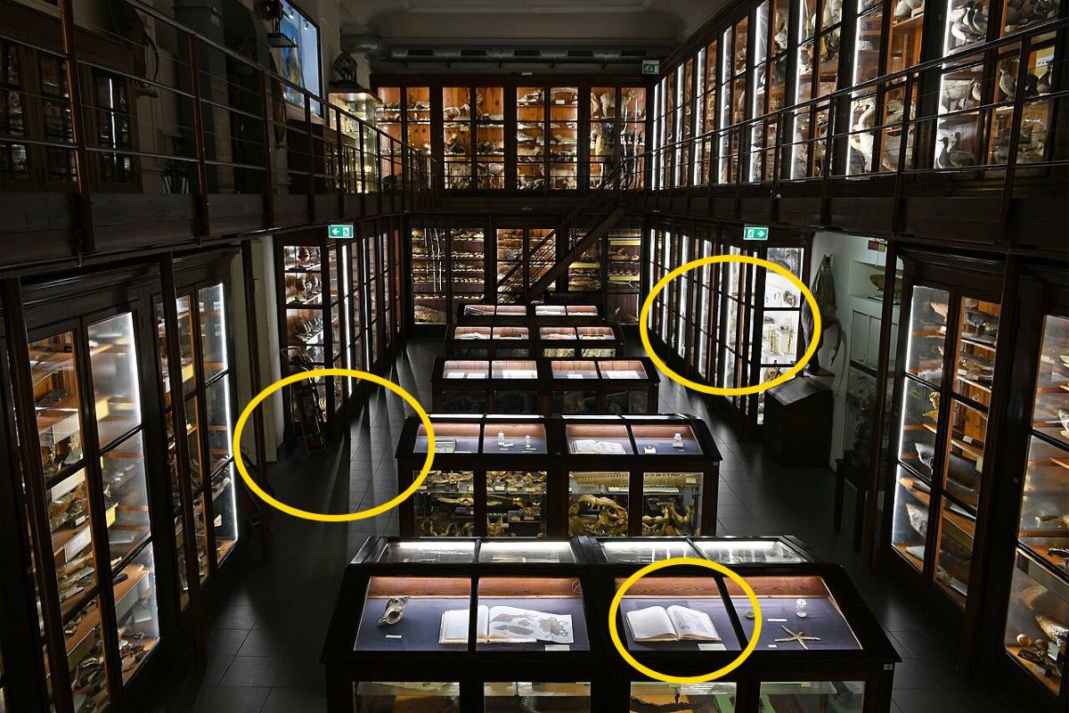 Lo spazio segreto di Palermo che aleggia di misteri | Il Museo di Zoologia di Palermo e l'incredibile scoperta - Foto: Phyrexian/Wikipedia