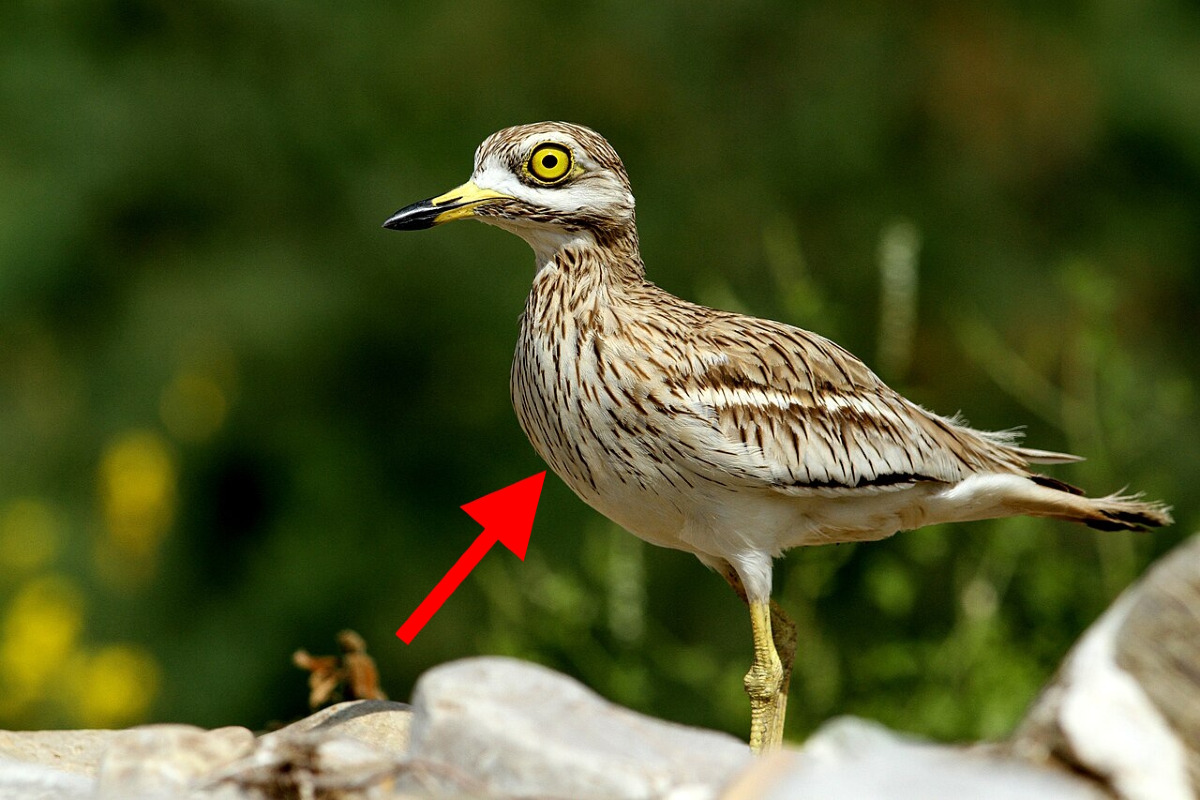 Tra i canneti delle Saline c'è un'apparazione storica | Ecco la nuova specie animale riscoperta in Sicilia - Foto: Maxbiondi/Wikipedia