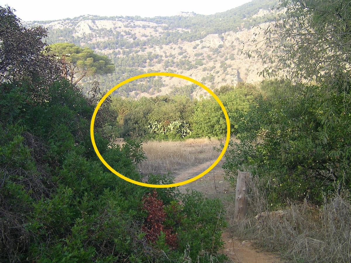 Un luogo che sembra normale, ma nasconde qualcosa di incredibile | Il "Gigante Verde" e i segreti di Palermo - Foto: Enzian44/Wikipedia