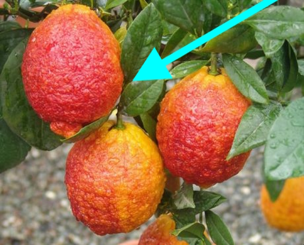 Scoperto un agrume che sta sfidando le leggi della natura | La storia sorprendente di questo frutto siciliano - Foto: Gardenhome