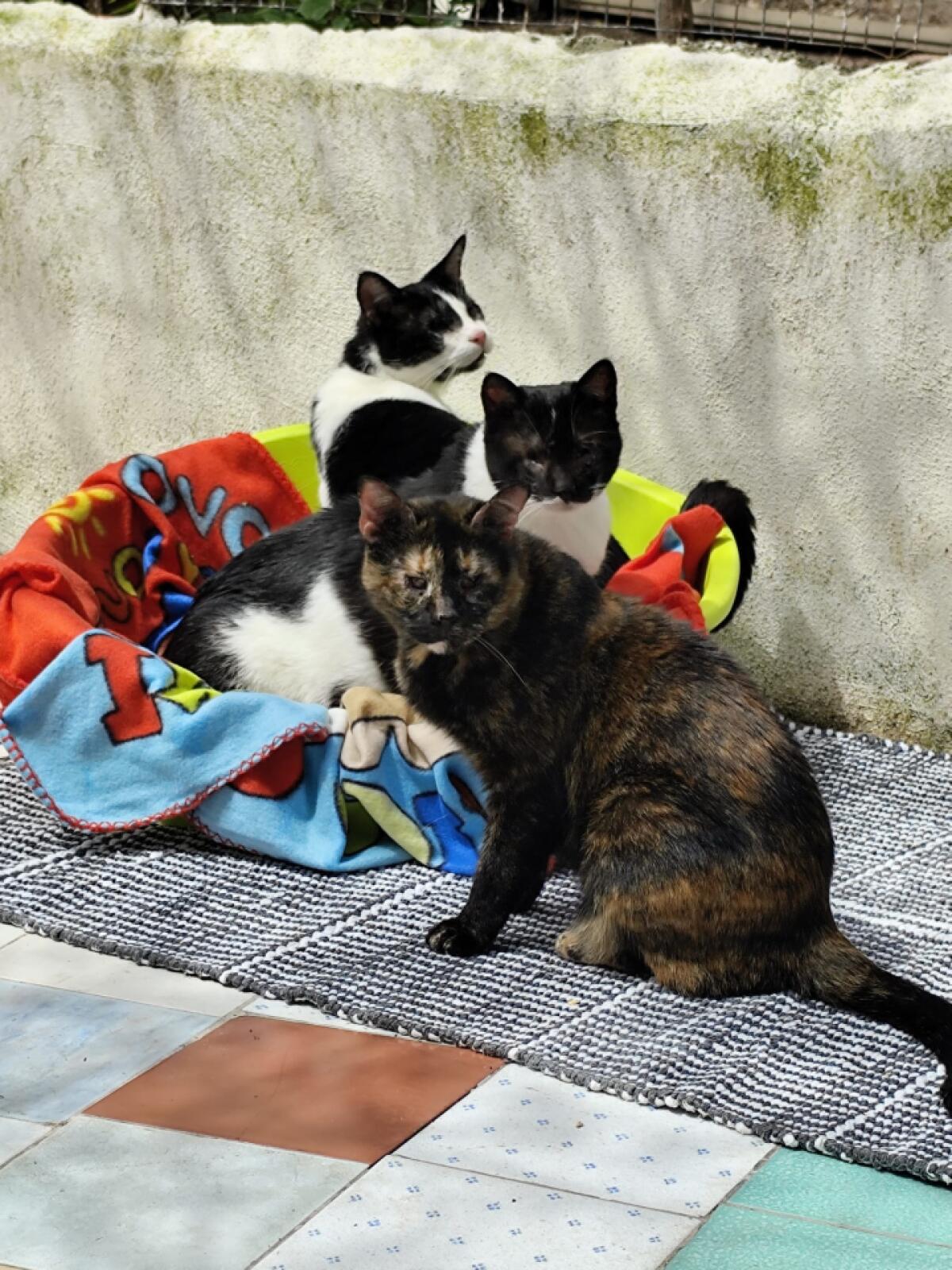 Gatti in difficoltà al Comune di Messina | Scopri come i volontari stanno cambiando il loro destino! -