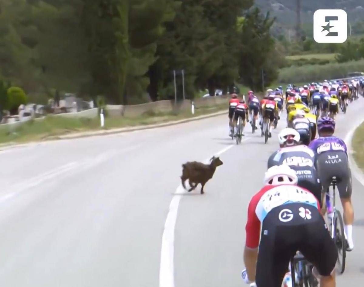 Giro d'Italia, una capra taglia la strada al gruppo - Video -