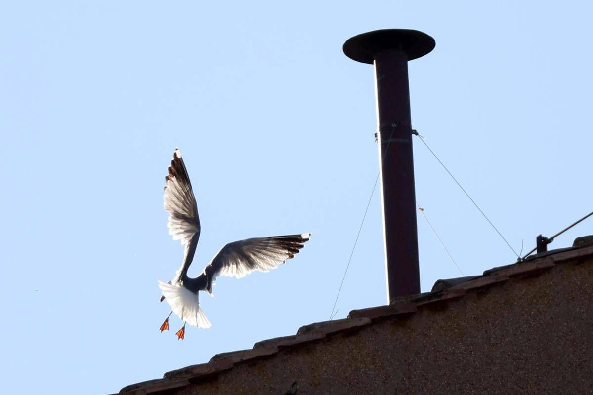 Conclave, l'ornitologo: "Il gabbiano sul comignolo è a casa sua e non teme la folla" - 