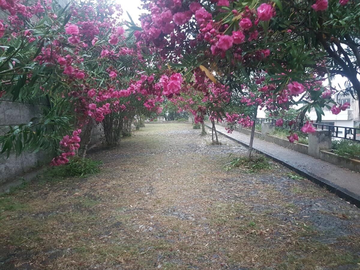 Festa delle Api a Messina | Scopri perché il Comune di Messina sta facendo la differenza nella tutela della natura! -