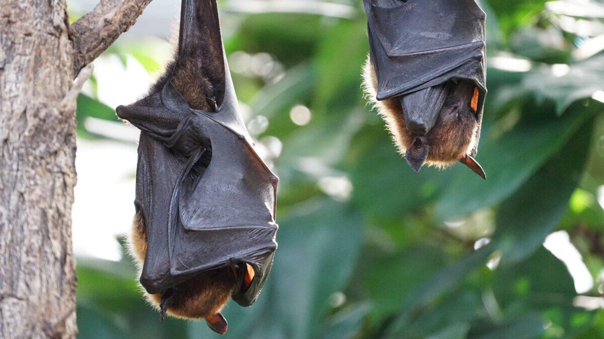 Pipistrelli colpevoli della pandemia | Perché le teorie sul laboratorio sono ancora in discussione? - 
