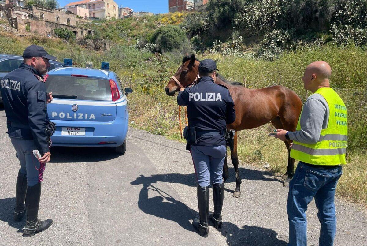 Cavalla salvata dalla Polizia di Catania | Ma chi si prendeva cura di lei? -