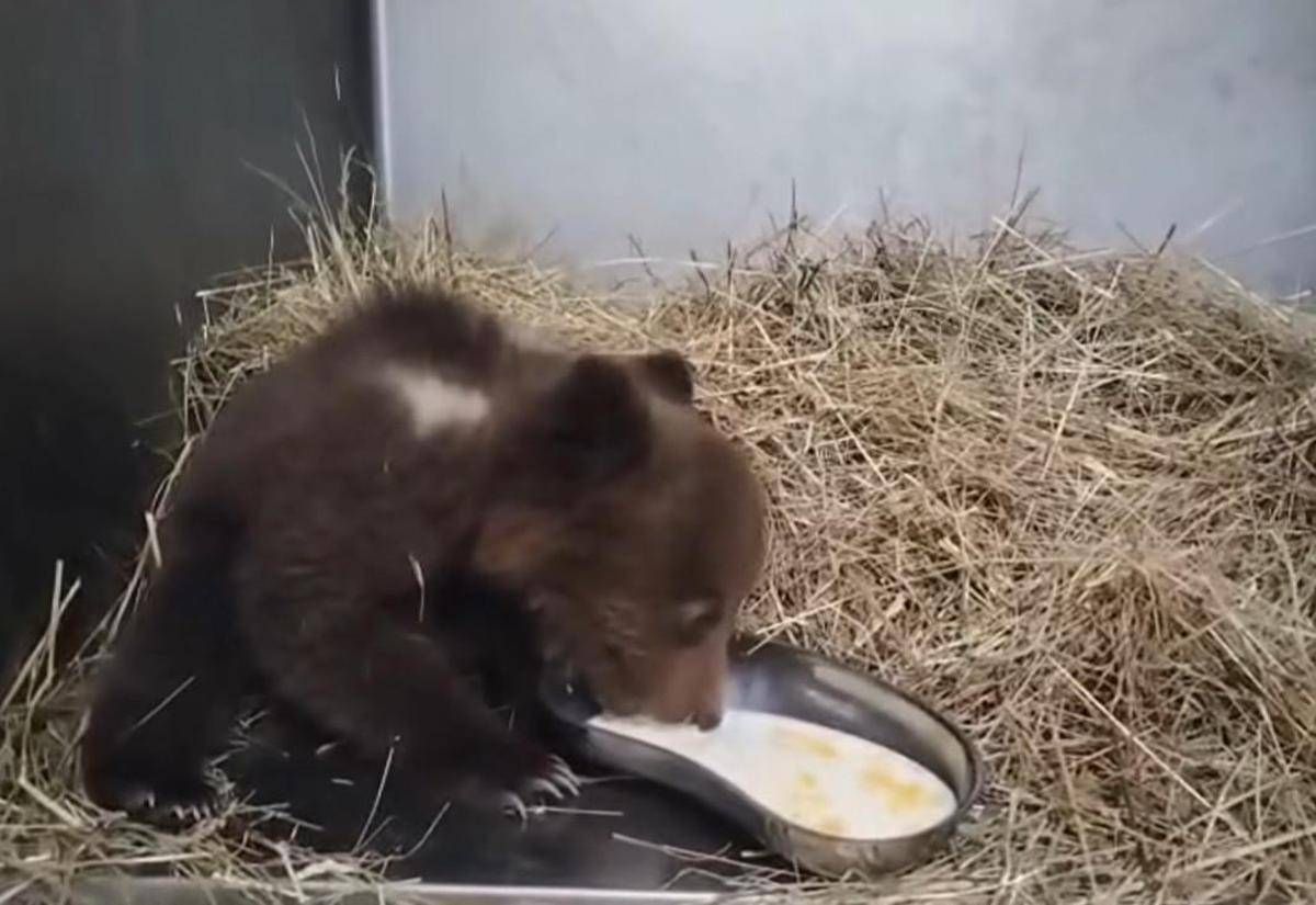 Orsetta marsicana salvata nel Parco nazionale comincia a mangiare da sola - Video - 