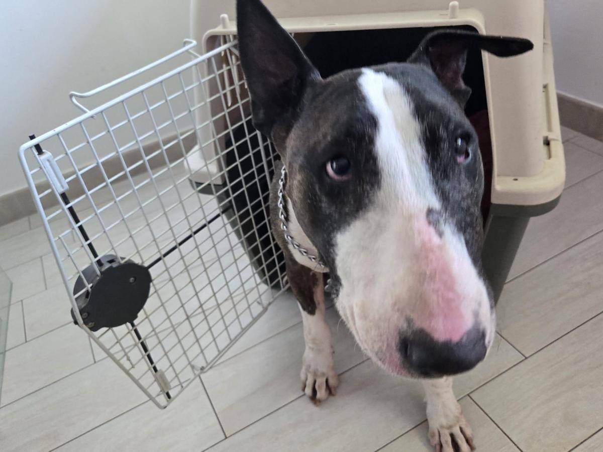 Cani e gatti in aereo, arriva la svolta: nuove regole, cosa cambia -