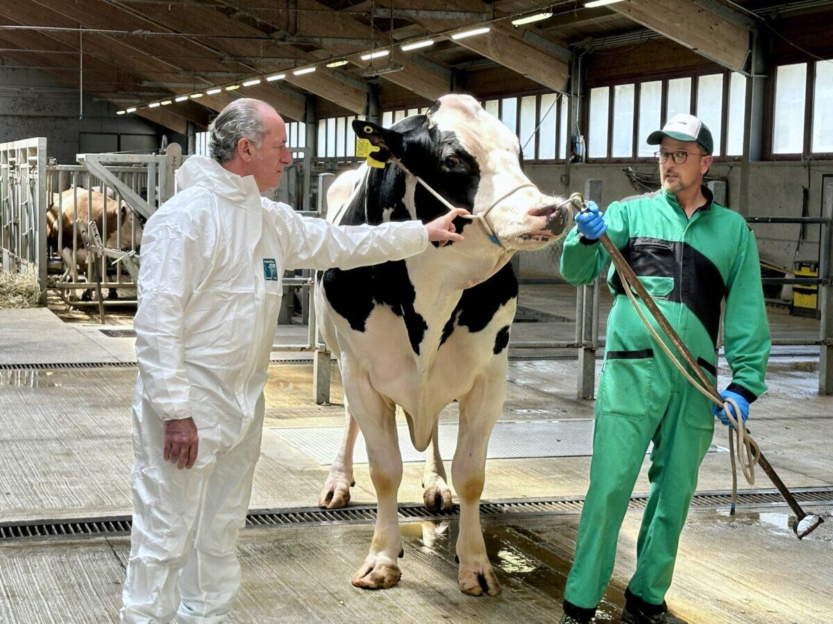 Il toro più prolifico del mondo? | Scopri perché rende orgogliosi i veneti! -