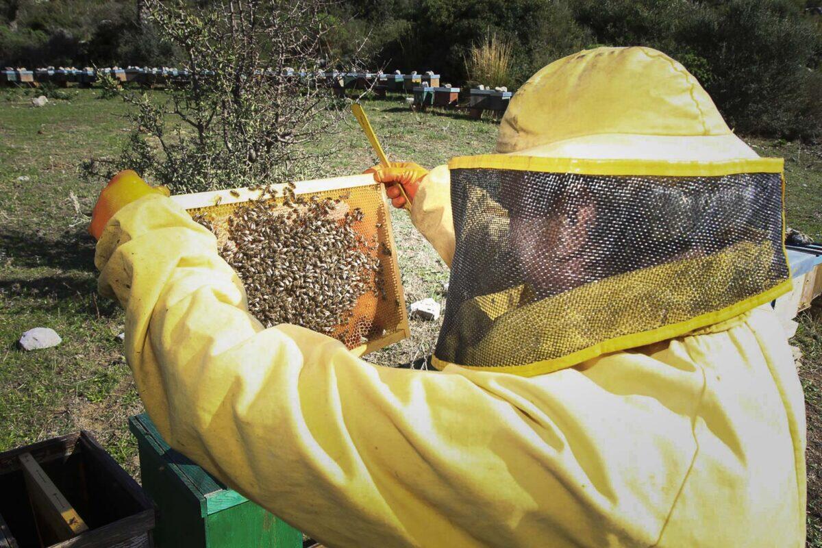 La Regione Siciliana stanzia oltre 1,3 milioni di euro per gli apicoltori | Scopri perché questo potrebbe cambiare il miele in Sicilia! -