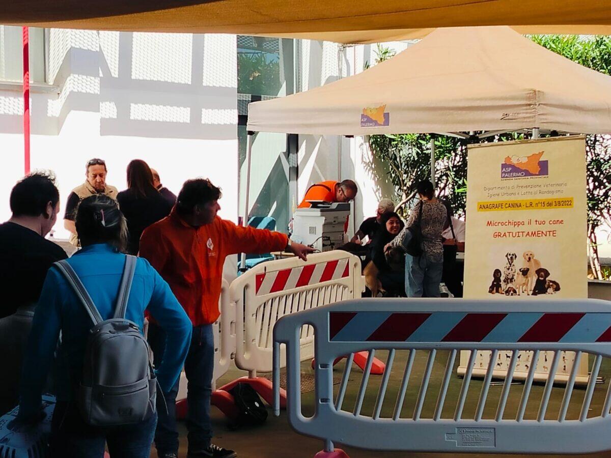 Microchippati 100 animali a Palermo | Scopri come i palermitani stanno cambiando il futuro degli amici a quattro zampe! -