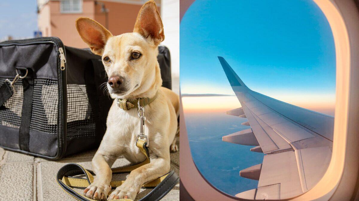 Cani sopra i 10 kg in cabina: la sorprendente novità che cambia il viaggio aereo! | Ma sarà davvero un vantaggio per tutti? - 