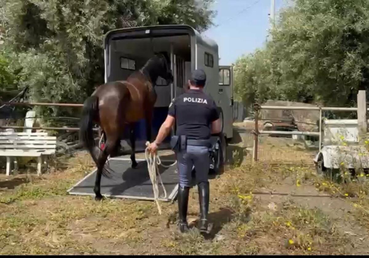Abitava in un terreno comunale | La Polizia di Catania smaschera un allevamento abusivo in pieno quartiere! -